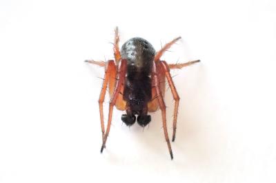 <i>Hypsosinga pygmaea</i>