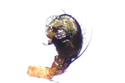 <i>Hypsosinga pygmaea</i>