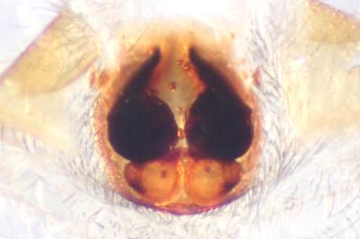 <i>Haplodrassus dalmatensis</i>
