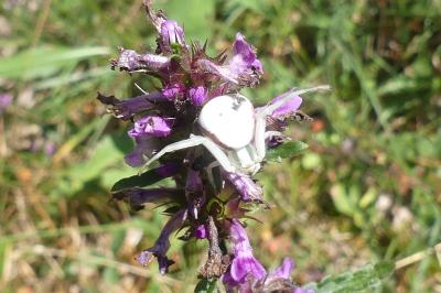 <i>Misumena vatia</i>