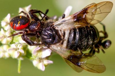 <i>Synema globosum</i>
