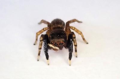 <i>Euophrys frontalis</i>