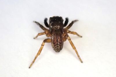 <i>Euophrys frontalis</i>