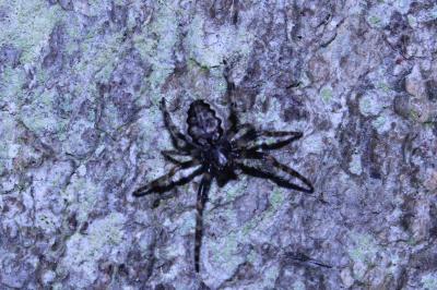 <i>Nuctenea umbratica</i>