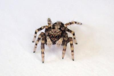 <i>Pseudeuophrys lanigera</i>