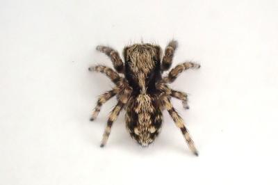 <i>Pseudeuophrys lanigera</i>