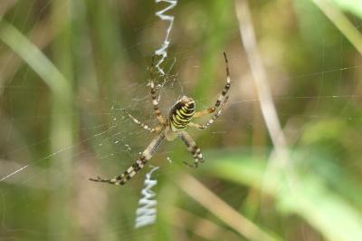 <i>Argiope bruennichi</i>