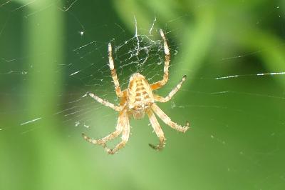 <i>Araneus diadematus</i>