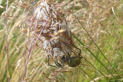 <i>Cheiracanthium</i>