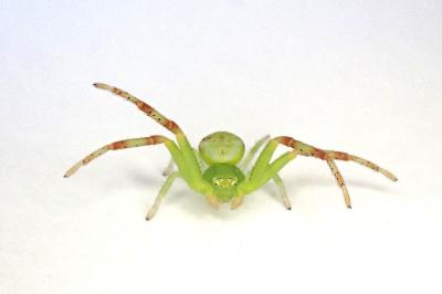 <i>Ebrechtella tricuspidata</i>