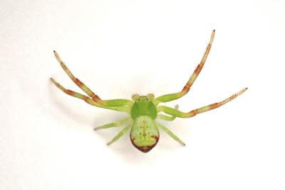 <i>Ebrechtella tricuspidata</i>