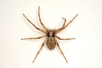 <i>Philodromus cespitum</i>