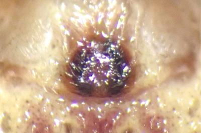 <i>Philodromus cespitum</i>