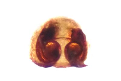 <i>Philodromus cespitum</i>