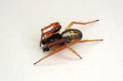 <i>Hypsosinga pygmaea</i>