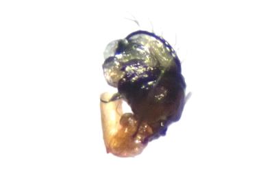 <i>Hypsosinga pygmaea</i>