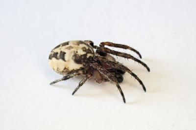 <i>Larinioides cornutus</i>