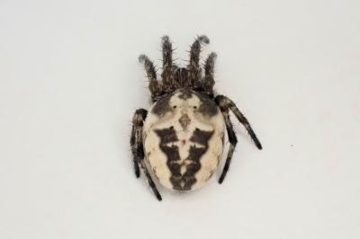 <i>Larinioides cornutus</i>