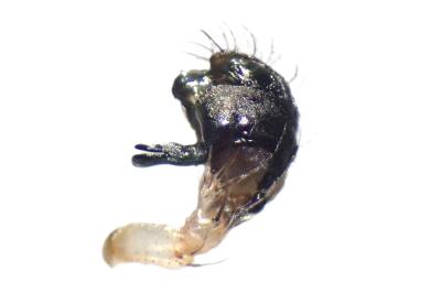 <i>Larinioides cornutus</i>