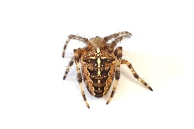 <i>Araneus diadematus</i>