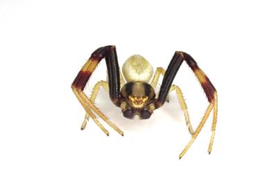<i>Misumena vatia</i>