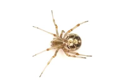 <i>Phylloneta</i>