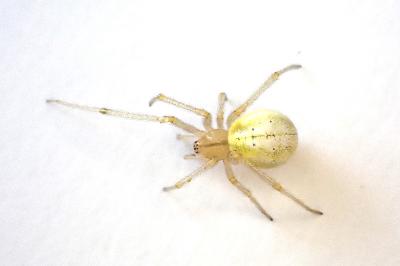 <i>Enoplognatha latimana</i>