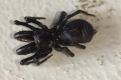 <i>Atypus</i>