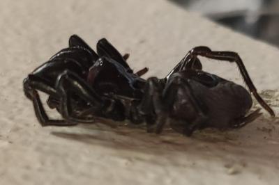 <i>Atypus</i>