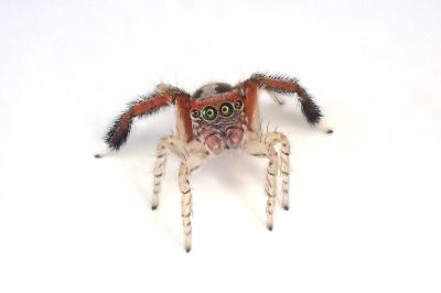 <i>Saitis barbipes</i>