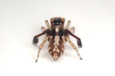 <i>Saitis barbipes</i>