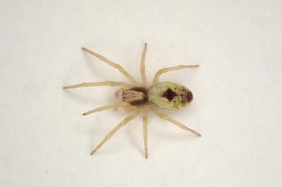 <i>Nigma puella</i>