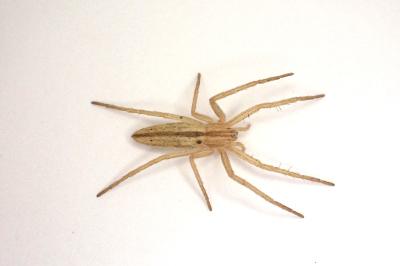 <i>Tibellus oblongus</i>