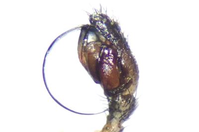 <i>Microlinyphia pusilla</i>