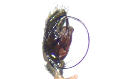 <i>Microlinyphia pusilla</i>