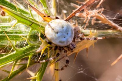 <i>Araneus quadratus</i>