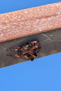 <i>Gibbaranea bituberculata</i>