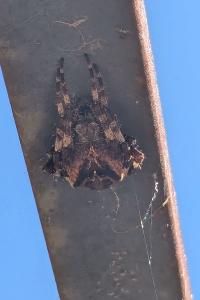 <i>Gibbaranea bituberculata</i>