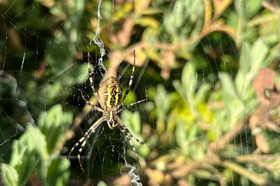 <i>Argiope bruennichi</i>