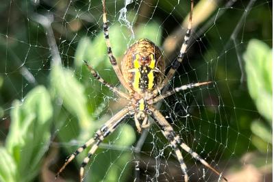 <i>Argiope bruennichi</i>