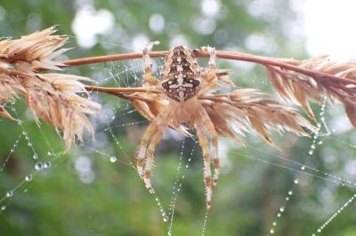 <i>Araneus diadematus</i>
