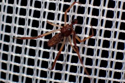 <i>Episinus truncatus</i>