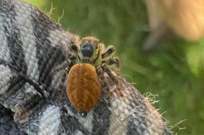 <i>Carrhotus xanthogramma</i>
