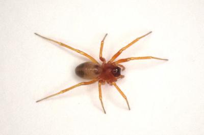 <i>Gongylidium rufipes</i>