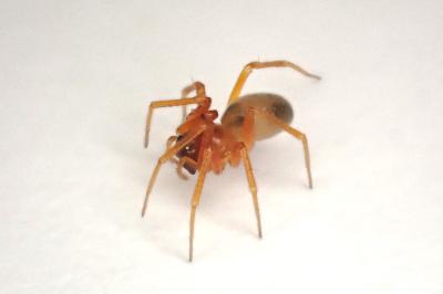 <i>Gongylidium rufipes</i>