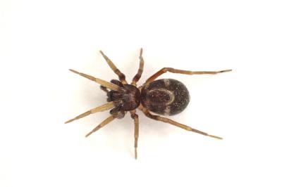 <i>Phrurolithus festivus</i>