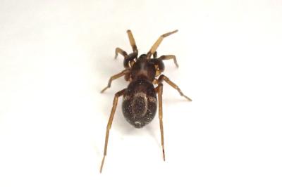 <i>Phrurolithus festivus</i>