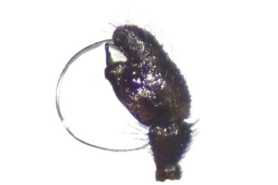 <i>Microlinyphia pusilla</i>