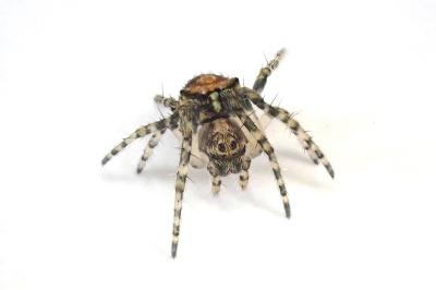 <i>Gibbaranea gibbosa</i>