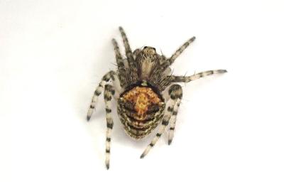 <i>Gibbaranea gibbosa</i>